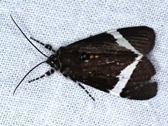 Coenotoca subaspersa