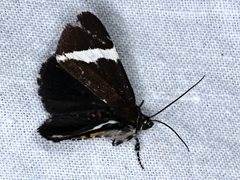 Coenotoca subaspersa