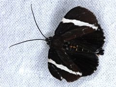 Coenotoca subaspersa