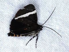 Coenotoca subaspersa