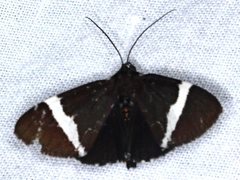 Coenotoca subaspersa