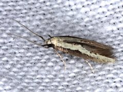 Opogona stenocraspeda