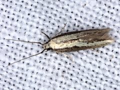 Opogona stenocraspeda