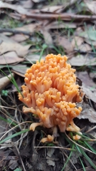 Ramaria anziana