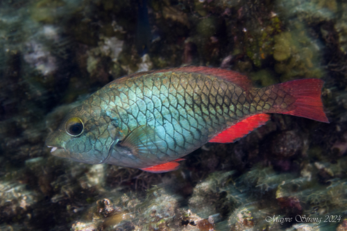 Redband Parrotfish