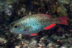 Redband Parrotfish photo 3