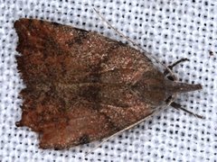 Tortricopsis euryphanella