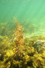 Sargassum lacerifolium