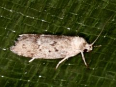 Syncometes vilis