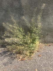 Capsella bursa-pastoris