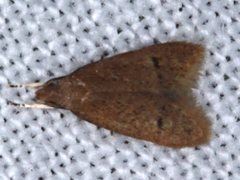 Pholeutis neolecta
