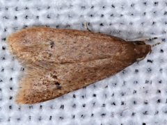 Pholeutis neolecta