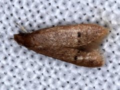 Pholeutis neolecta