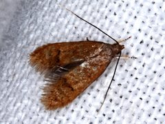 Pholeutis neolecta