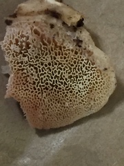 Protomerulius subreflexus