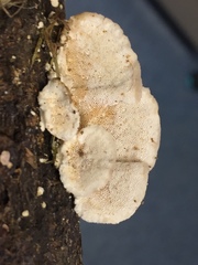 Protomerulius subreflexus