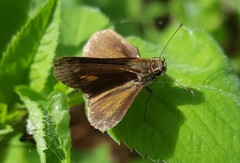 Parphorus pseudecorus