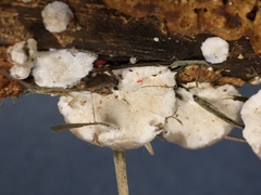 Protomerulius subreflexus