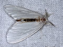 Euproctis melanosoma