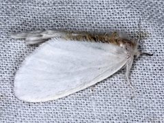 Euproctis melanosoma