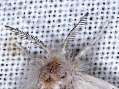 Euproctis melanosoma