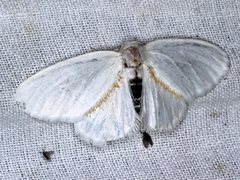 Euproctis melanosoma