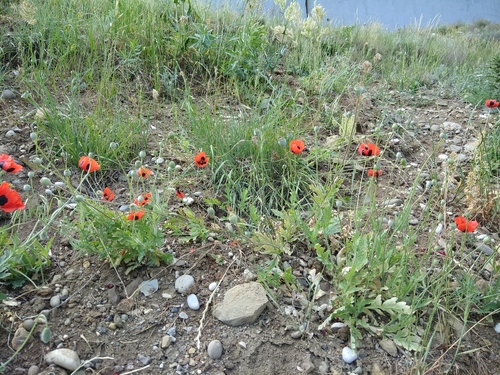 Papaver commutatum iNat (3)
