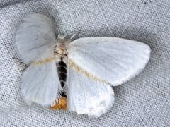 Euproctis melanosoma