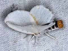 Euproctis melanosoma