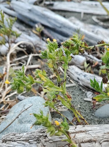Woolly breeches (Amsinckia spectabilis)