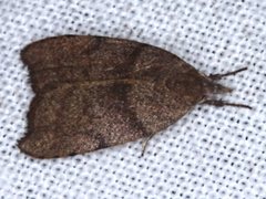 Tortricopsis euryphanella