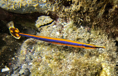 Narrowstripe Pipefish photo 1