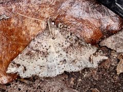 Lithilaria proestans