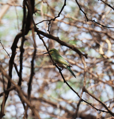 Merops orientalis