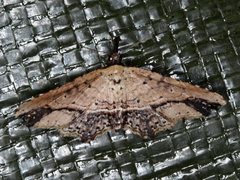 Philogethes metableta