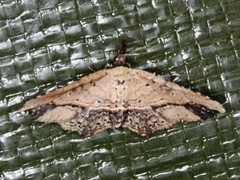 Philogethes metableta