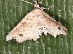 Philogethes metableta