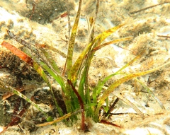 Posidonia
