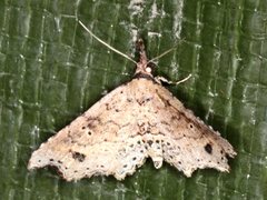 Philogethes metableta