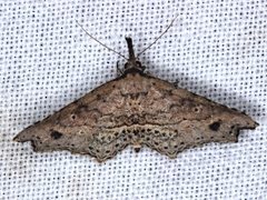 Philogethes metableta