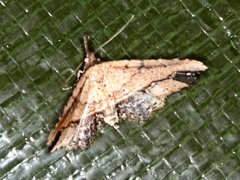 Philogethes metableta