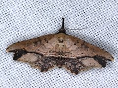 Philogethes metableta