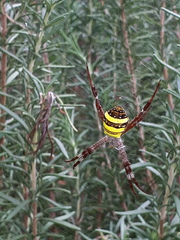 Argiope aetherea