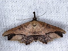 Philogethes metableta