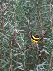 Argiope aetherea