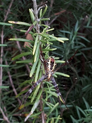 Argiope aetherea