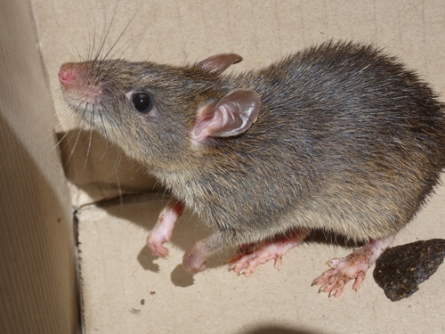 Canefield Rat (Rattus sordidus) — Least Concern Mammalia