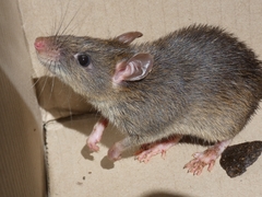 Canefield Rat photo 1
