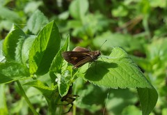 Parphorus pseudecorus