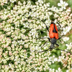 Stictoleptura cordigera